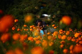 Marigold flowers in full bloom in Nepal ahead of Tihar/ Diwali